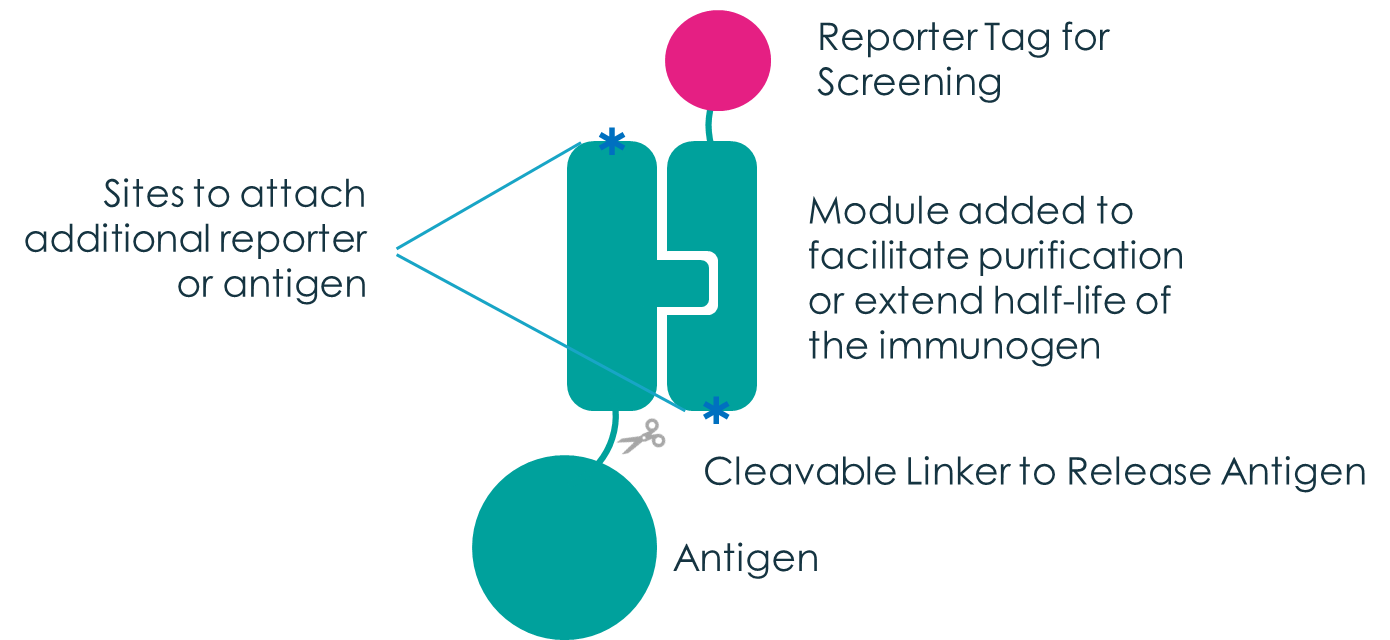 Fusion scientist working on Antigen Design Services