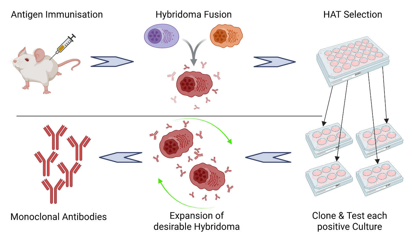 Fusion scientist working on Mouse Hybridoma for Monoclonal Antibody Discovery