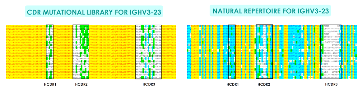 Fusion Antibodies scientific process illustration
