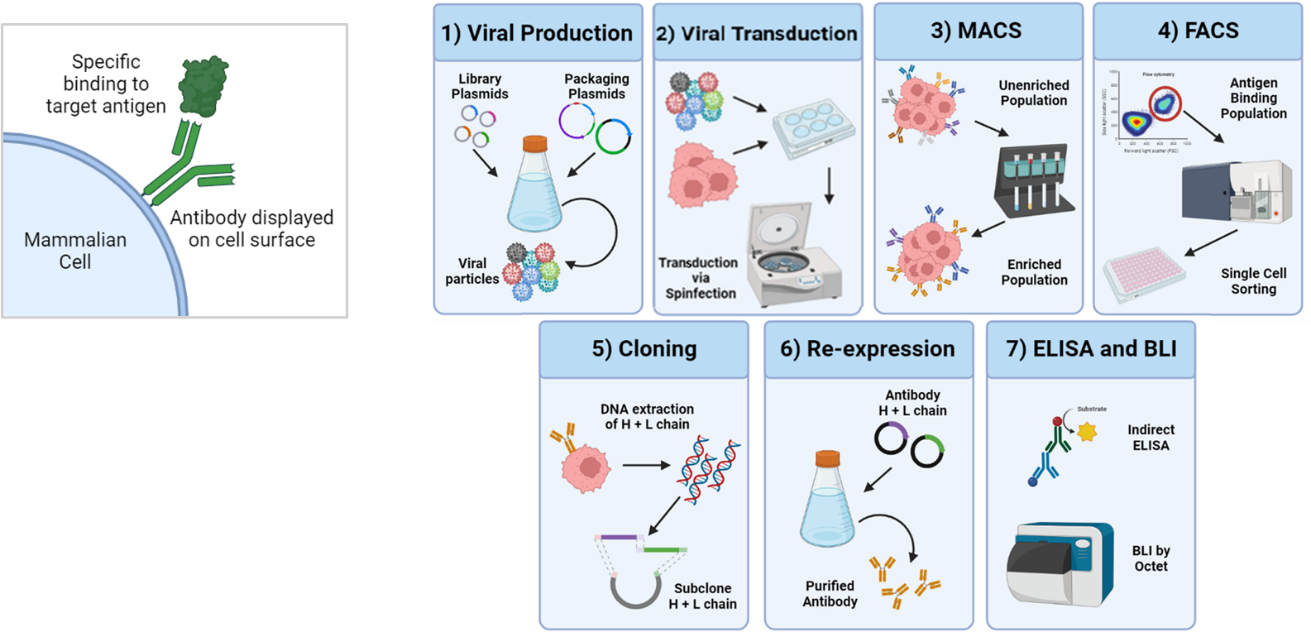 Scientific figure from the approved Fusion Antibodies content