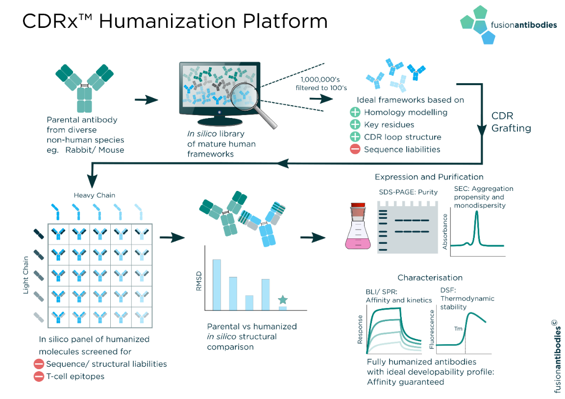 Fusion scientist working on Antibody Humanization Services Using Humanization CDRx®