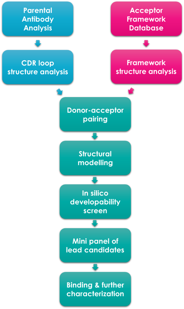 Fusion Antibodies scientific process illustration