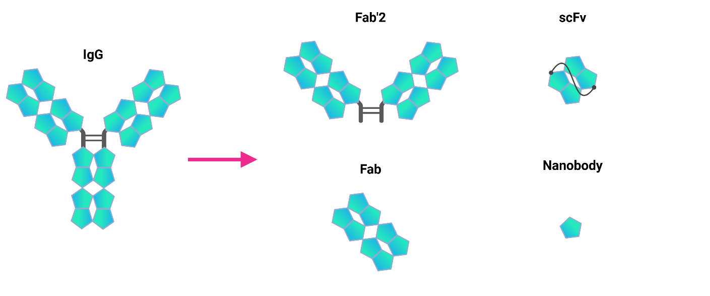 Fusion scientist working on Reformatting Antibodies for Precision and Performance