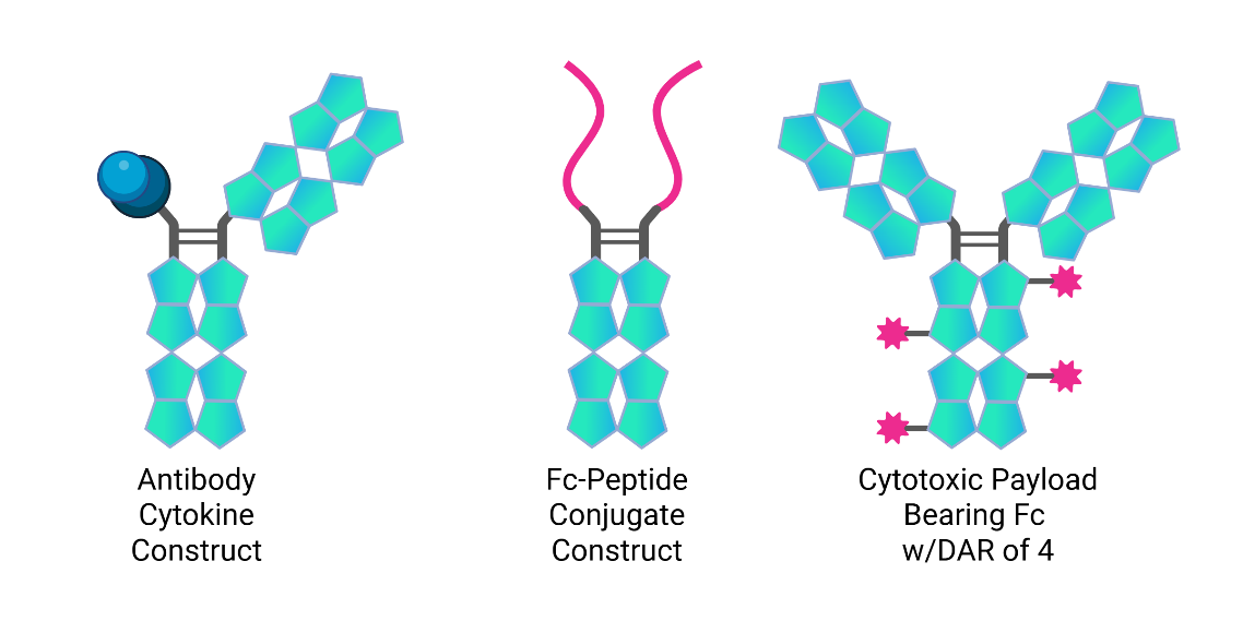 Fusion Antibodies scientific process illustration