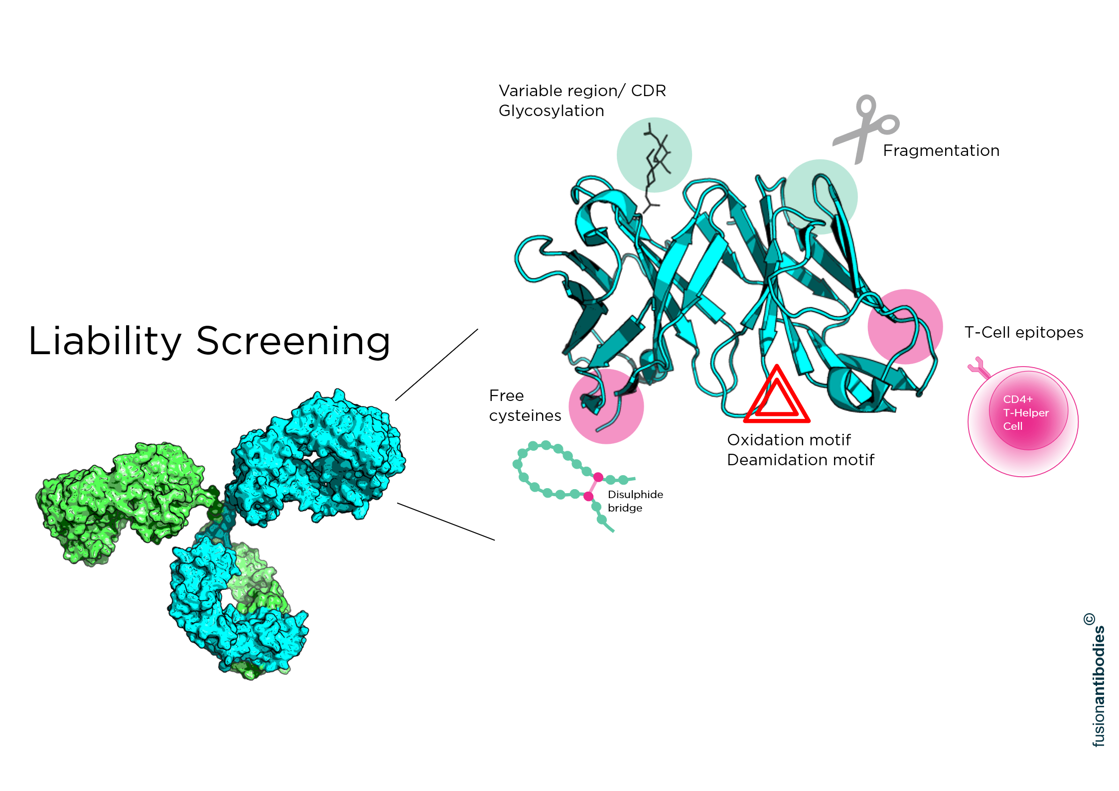 Fusion Antibodies scientific process illustration