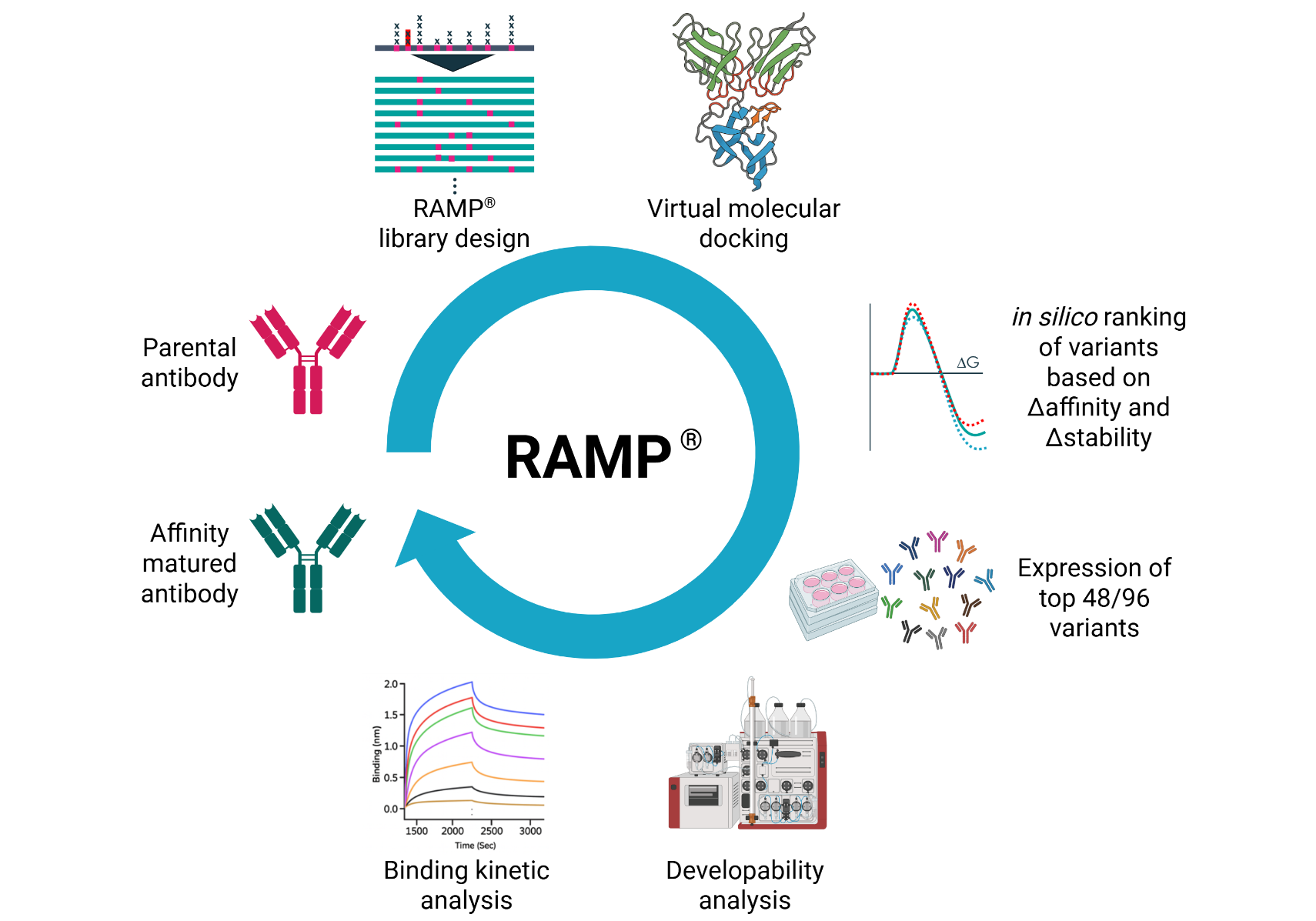 Fusion scientist working on RAMP® Rational Affinity Maturation Platform