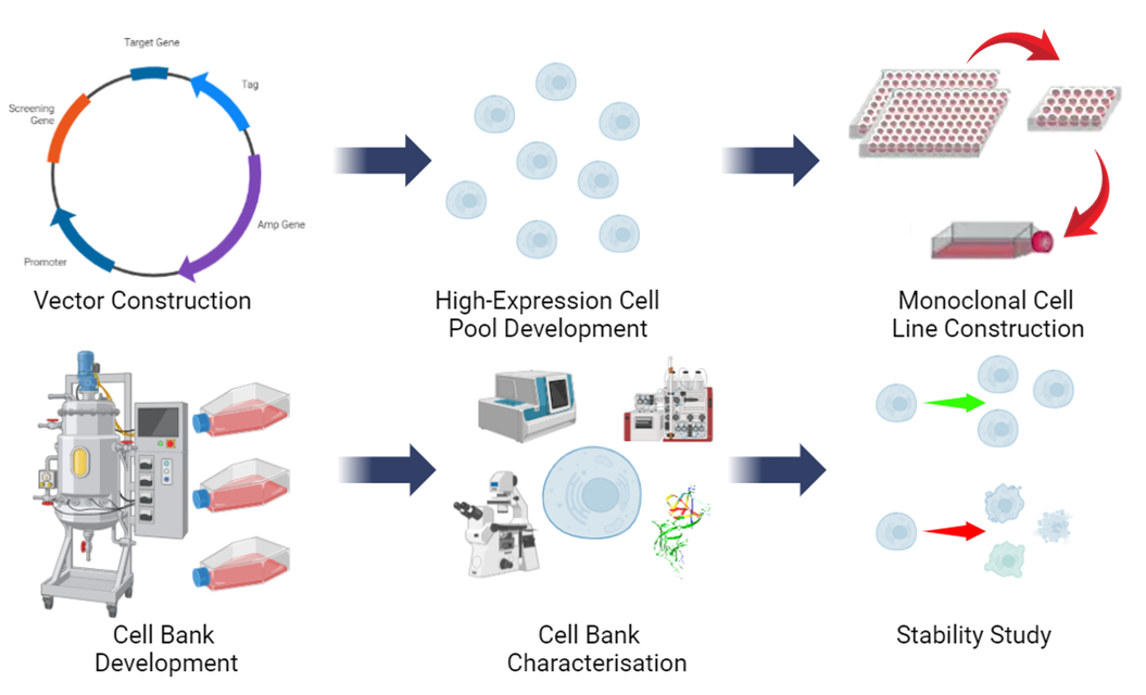 Fusion Antibodies scientific process illustration