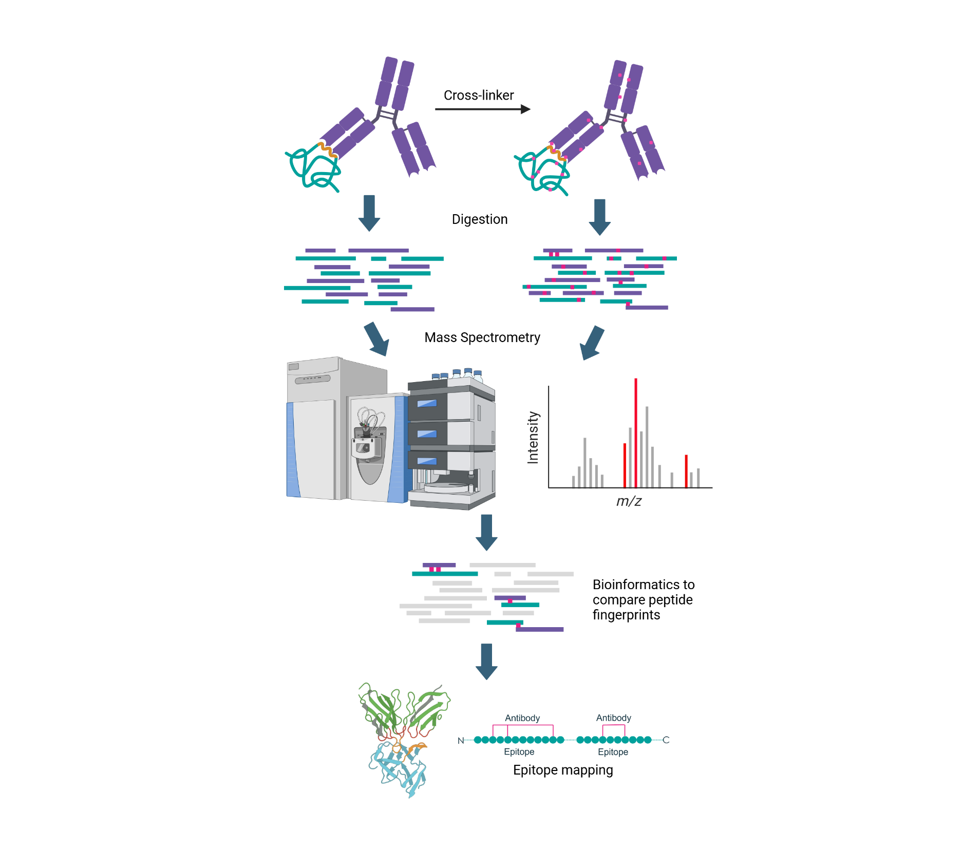 Fusion Antibodies scientific process illustration