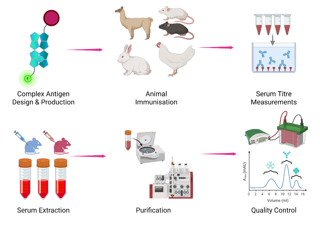 Fusion scientist working on 4g – Polyclonal Antibody Supply