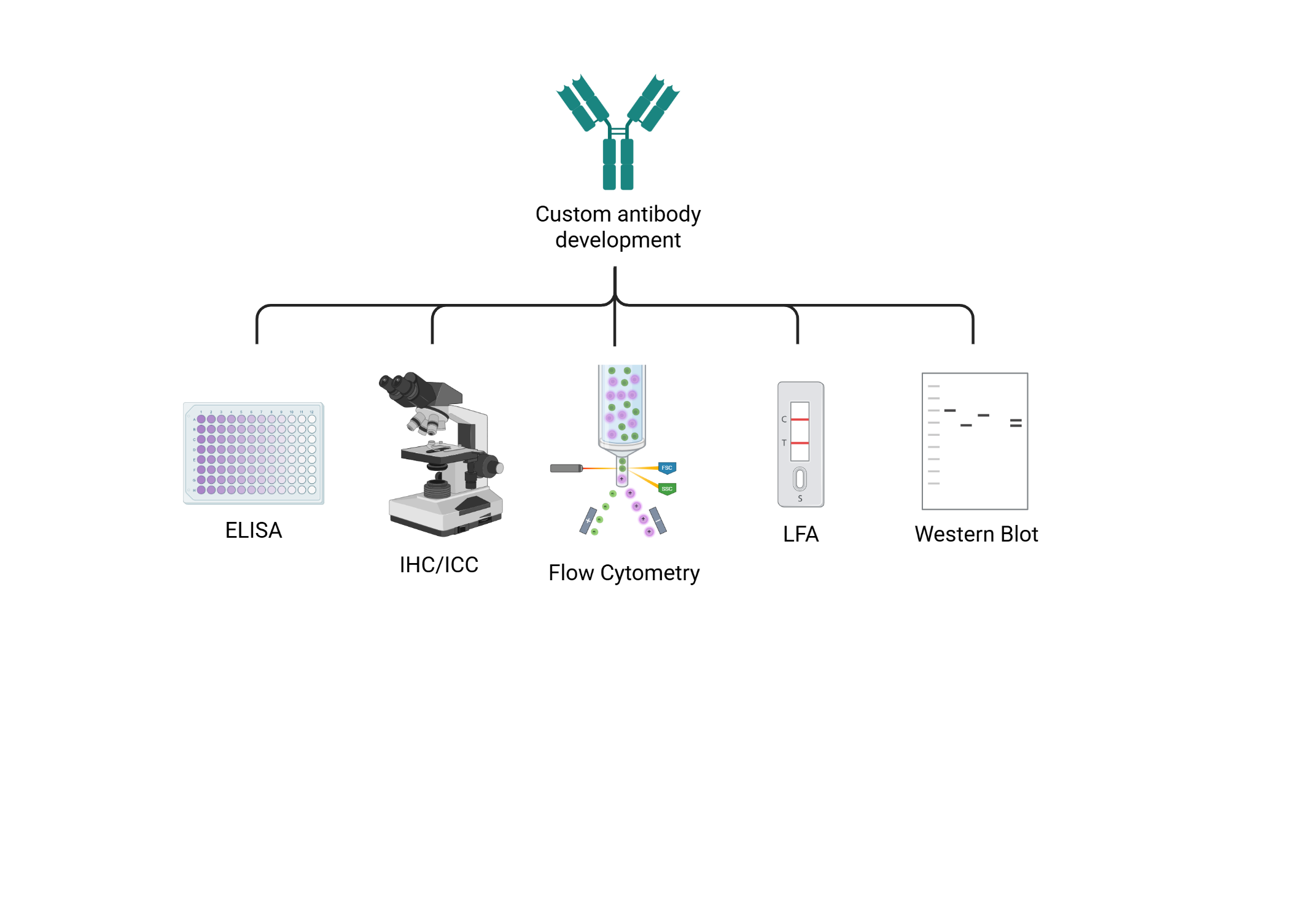 Fusion laboratory supporting Diagnostic Antibody Development