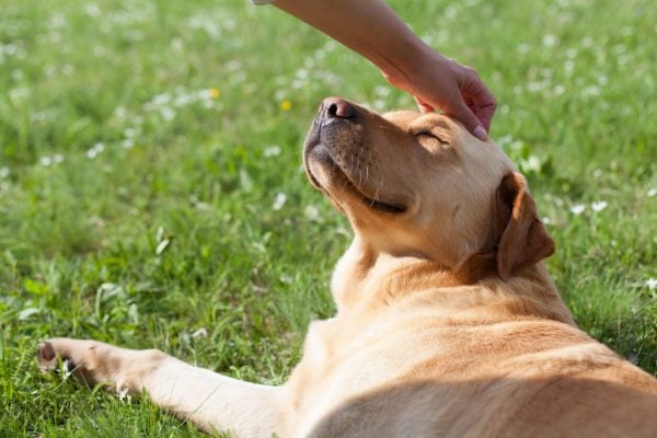 Fusion laboratory supporting Antibody Development for Animal Health